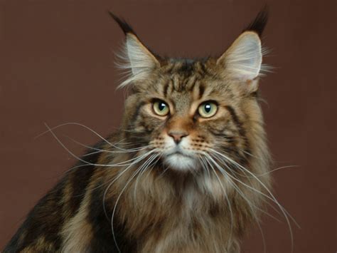 Maine Coon Cat Information August 2013