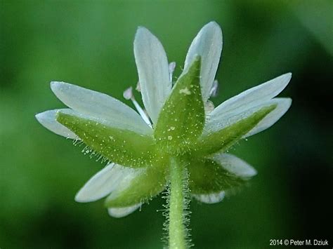Flower is the main structure of a plant that involves in reproduction of the plant, which is essential in spread their species. Myosoton aquaticum (Giant Chickweed): Minnesota Wildflowers