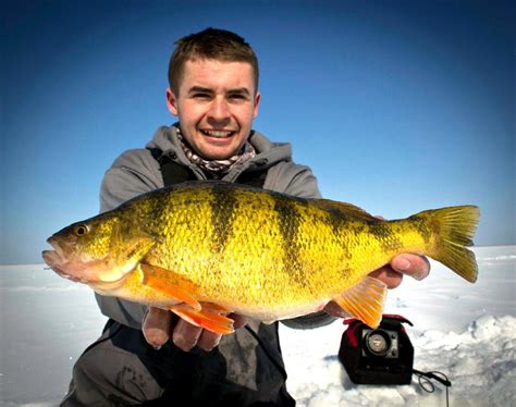 The Best Yellow Perch Fishery On Earth Outdoor Canada