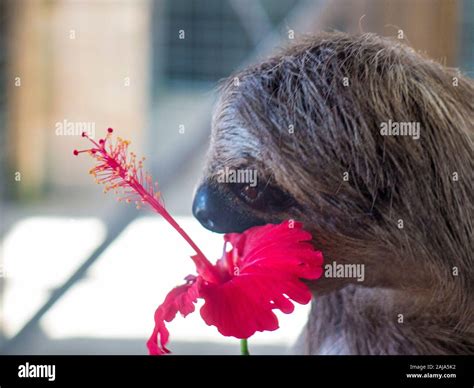 Eating Sloth Hi Res Stock Photography And Images Alamy