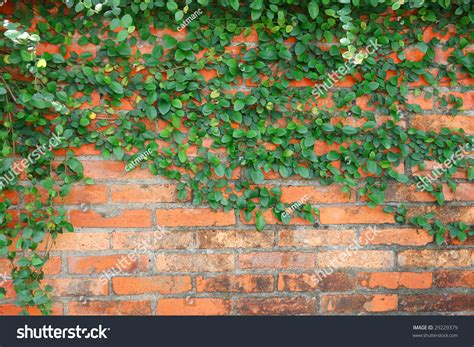 Brick Wall With Climbing Plants Stock Photo 29229379 Shutterstock