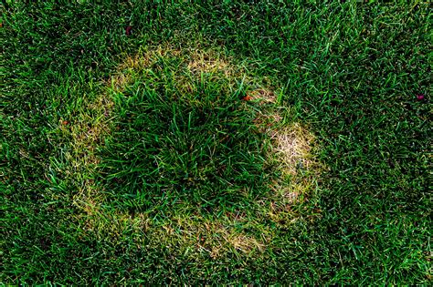 Why Your Lawn Is Yellow And How To Fix It 2022