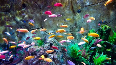 Freshwater Community Aquarium Fish
