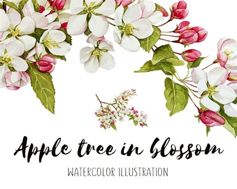 Apple Tree Apple Blossom Watercolor Blossom Watercolor Etsy