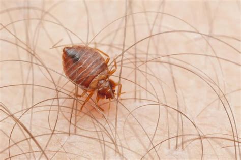 Where Do Bed Bugs Live And Come From A1 Exterminators