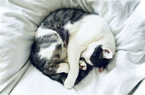 Why Do Cats Sleep So Much Pettsie