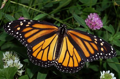 The Majestic Monarch Butterfly The Only Known Migratory Butterfly In
