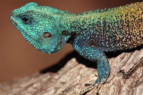 Blue Headed Tree Agama Photograph By Rich Lewis