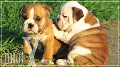 How much does the english bulldog grow in height through the puppy stages? English Bulldog / Buldog Angielski - JAGBULL miot/litter X puppy - YouTube