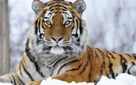 Tiger Hd Wallpaper Background Image 2560x1600