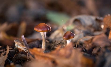 Medicine Magic Mushrooms Show Promise In Treatment For Depression