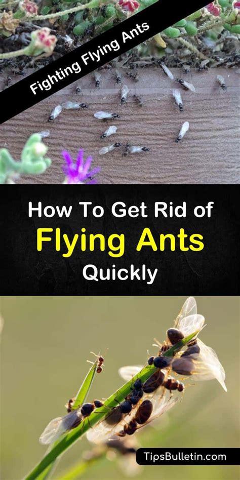 10 Amazing Ways To Get Rid Of Flying Ants Quickly Flying Ants Get