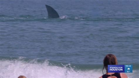 How Often Do Shark Attacks Really Happen