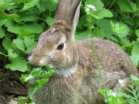 Bunny Munch Kevinv Blipfoto