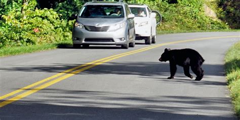Viral Bear Video Shows A Mama Trying To Get Her Cubs Across The Road