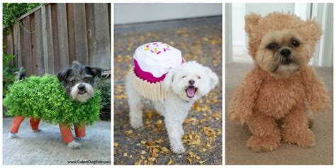 25 Cute Dog And Cat Halloween Costumes Best Ideas For Pet Halloween