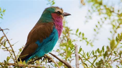 The Beautiful Yet Feisty Lilac Breasted Roller Bird Africas Most