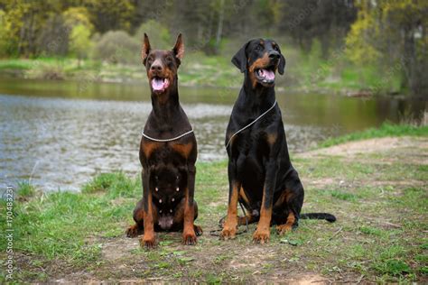 Are Male Or Female Dobermans Better