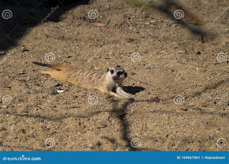Meerkat Resting In The Sun Stock Image Image Of Closeup 169667061