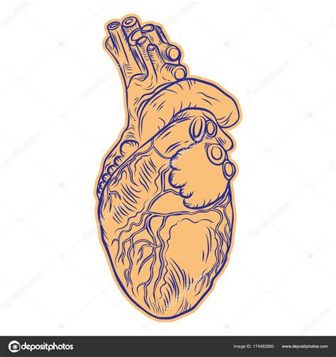 Realistic Human Heart Drawing At Getdrawings Free Download