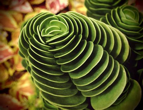 The store sells over 150 types of plants. Cool Succulent | Succulents | Pinterest