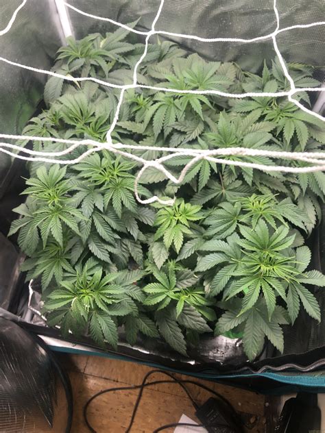 Secret Stash (Archive Seed Bank) :: Cannabis Strain Info