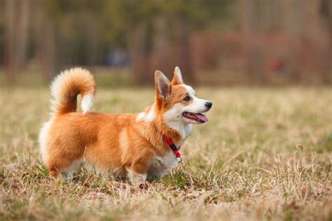 10 Dogs That Look Like A Fox Page 4