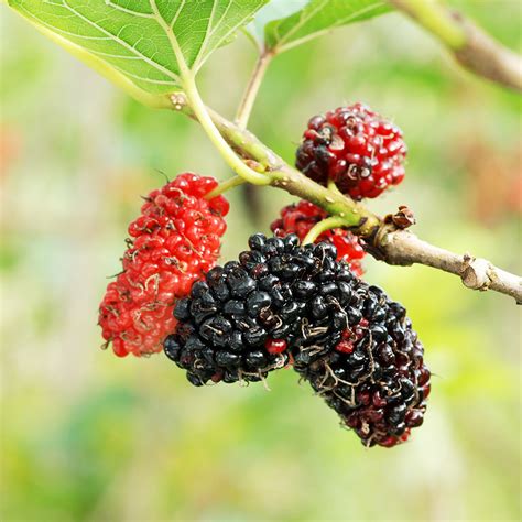 Red Mulberry Seedlings for Sale (Morus rubra) - Nativ Nurseries