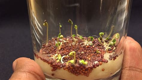 Growing Mustard Seeds Time Lapse 4 Days Youtube