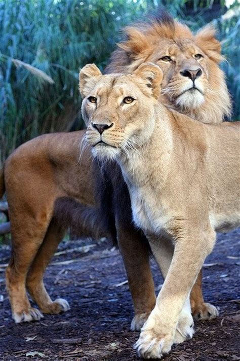 140 Best Images About Lion And Lioness On Pinterest