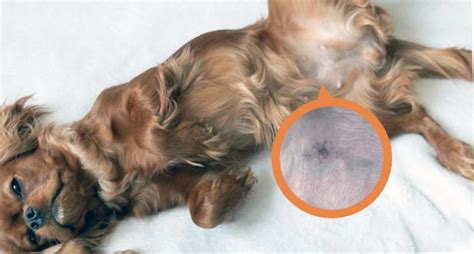 Dog Pimples On The Belly Understanding And Treating The Condition