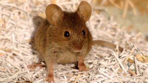 House Mouse Or Field Mouse Types Of Mice