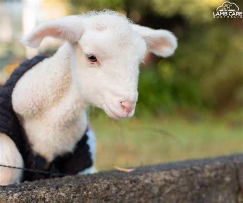 Scabby Mouth In Lambs Lamb Care Australia