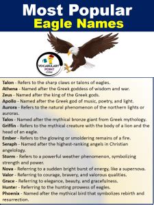 300 Best Eagle Names Famous Eagle Names Vocabulary Point