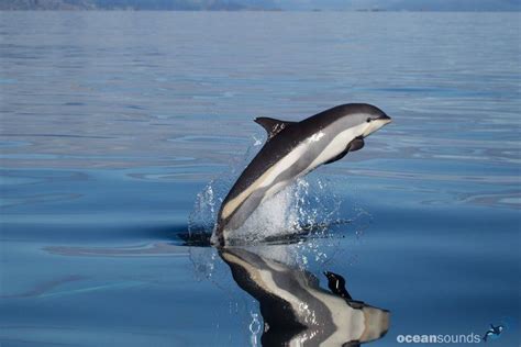 Atlantic White Sided Dolphin Alchetron The Free Social Encyclopedia