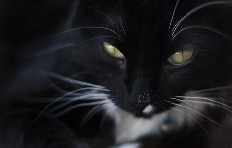 Black Cat Yellow Eyes Fur Muzzle Wallpaper Animals Cats Pets Cats