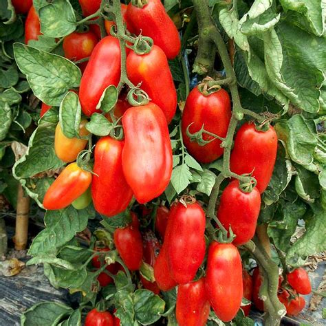 Tomato San Marzano Lungo Ii Organic Ph