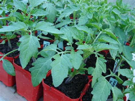Pack the soil loosely around the plant. tantalising tomato plants for sale