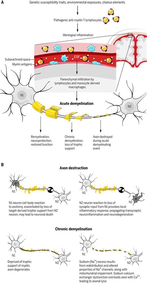 How Neuroinflammation Contributes To Neurodegeneration Science