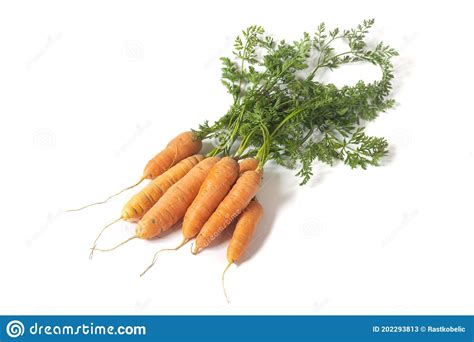 Fresh Organic Carrots Isolated On White Background Stock Image Image