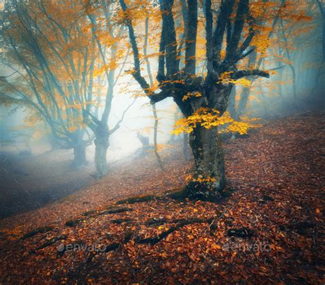 Foggy Forest Mystical Autumn Forest In Fog In The Morning Stock Photo