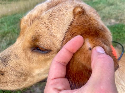 How To Remove A Tick From A Dog Outdoor Life