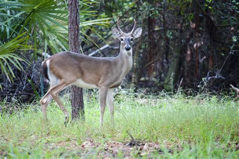 Florida Image Tools Florida White Tailed Deer