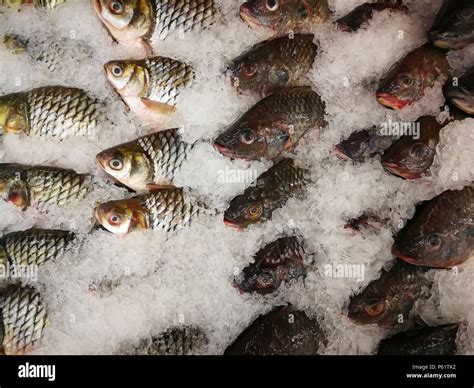 Nile Tilapia Frozen In The Marketfrozen Nile Tilapia Fish In A Pile Of