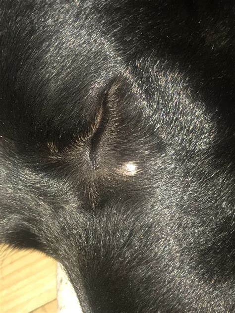 Dog Bald Spot On Leg Mishkanetcom