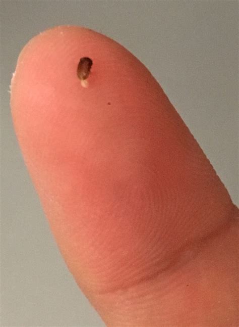 Honolulu Hi Small Brown Bug Infestation In My Pantry Whatsthisbug