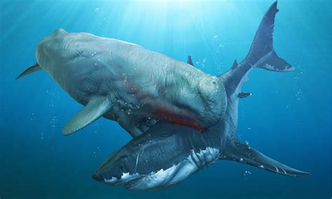 Why Did Megalodon Sharks Go Extinct Wiki Point
