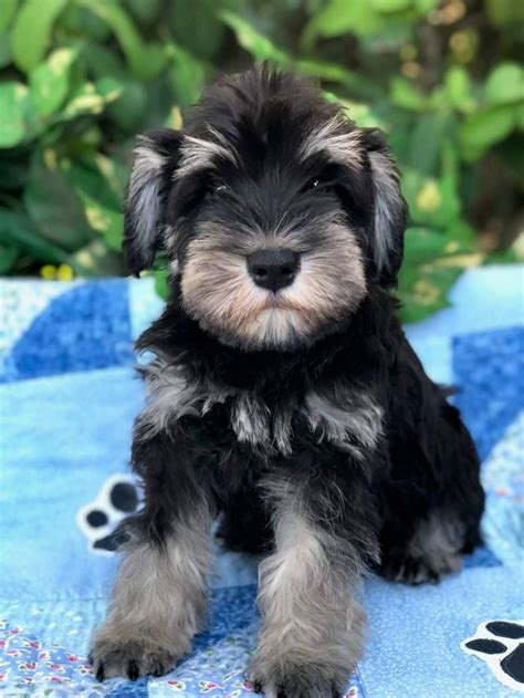 Black And Silver Miniature Schnauzer Puppies For Sale Miniature
