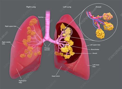 Lungs With Alveoli Illustration Stock Image F Science Photo Library