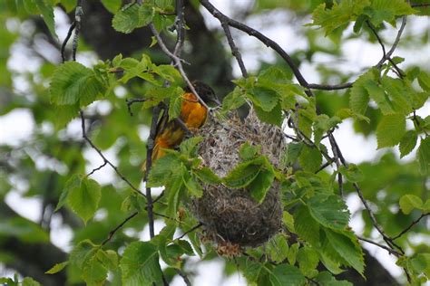 Baltimore Oriole And Nest I Came Across An Oriole Nest Th Flickr